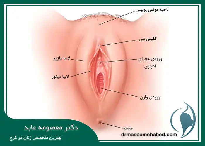 آشنایی کامل با لابیا